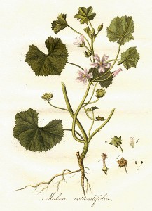 Malva rotundifolia tavola